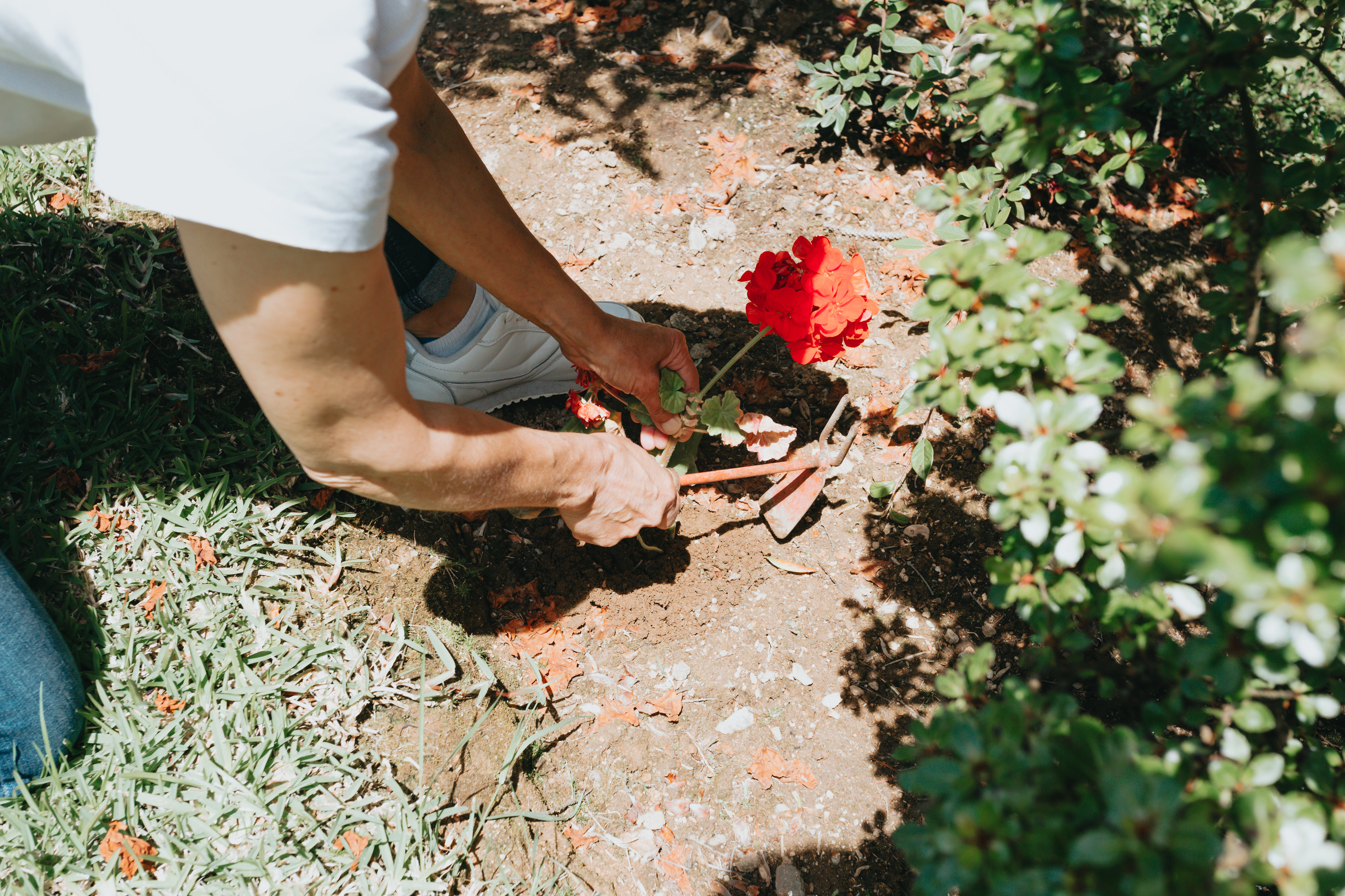 Jardineria